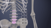 Anterior view of the lumbar spine labeling L1-L5 discs.