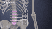 Anterior view of the lumbar spine labeling L1-L5 discs.