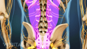Medical illustration of the posterior view of the spine. Back muscles are highlighted.