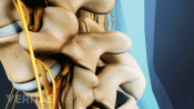 Profile view of the lumbar spine.