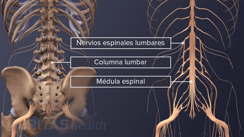Los nervios espinales y la médula espinal en la parte baja de la espalda.