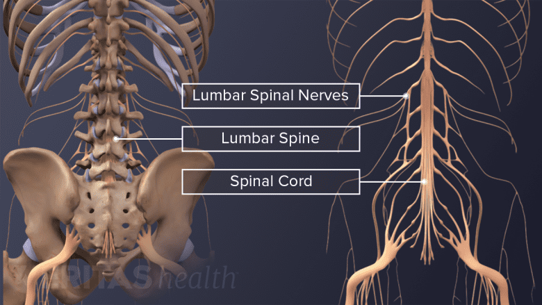 Illustration showing lumbar spinal nerves ,lumbar spine, and spinal cord.