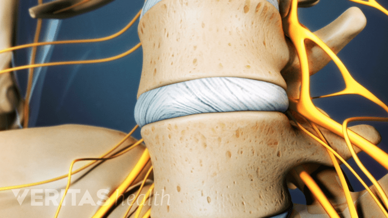 Lower spine showing a healthy disc.