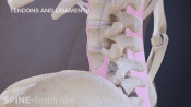 Muscles and ligaments of the lumbar spine