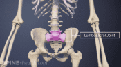 The lumbosacral joint highlighting L5 and S1