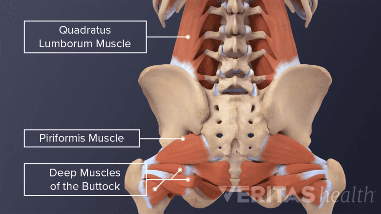 Illustration showing muscles of lower back.