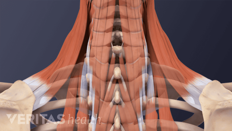 Illustration showing muscles of the neck.