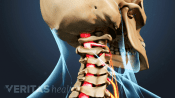 Posterior view of structural Anatomy of the neck with spinal cord highlighted