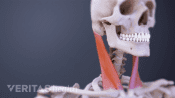 Medical illustration of the cervical spine muscles