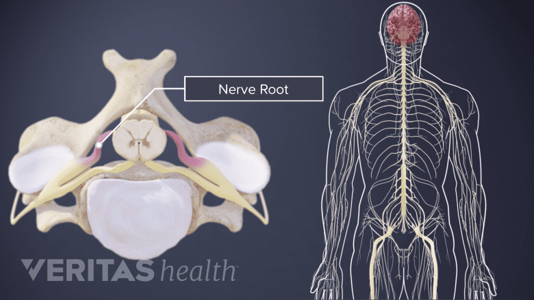 The human central nervous system and the anatomy of a spinal nerve root.