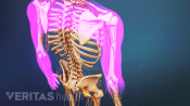 Medical illustration of a skeleton. The shoulders and arms are highlighted in red indicating pain, numbness or tingling.