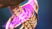 Posterior view highlighting nerves in the upper back.