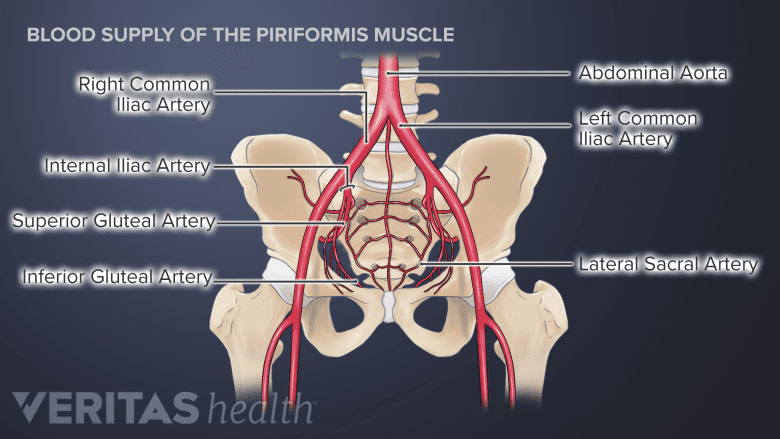 Illustration of the blood supply of the piriformis muscle.