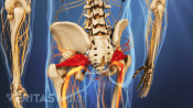 Posterior view of piriformis muscles in the buttocks.