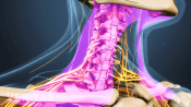 Medical illustration of the cervical spine, nerves are shown, and muscles are highlighted in pink