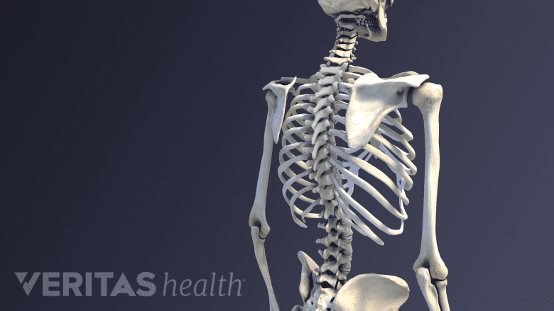 Part of a skeleton showing the back bone.