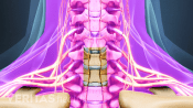 Medical illustration of the cervical spine