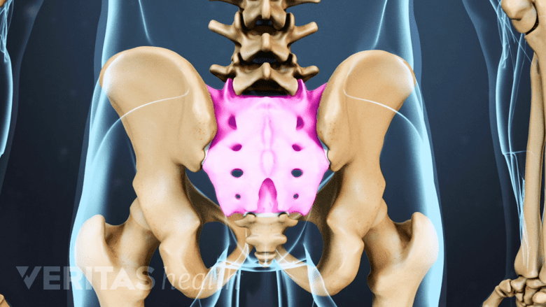 Pelvic region with the sacrum highlighted.