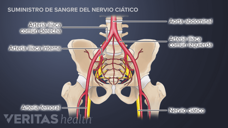 El suministro de sangre del nervio ciático.