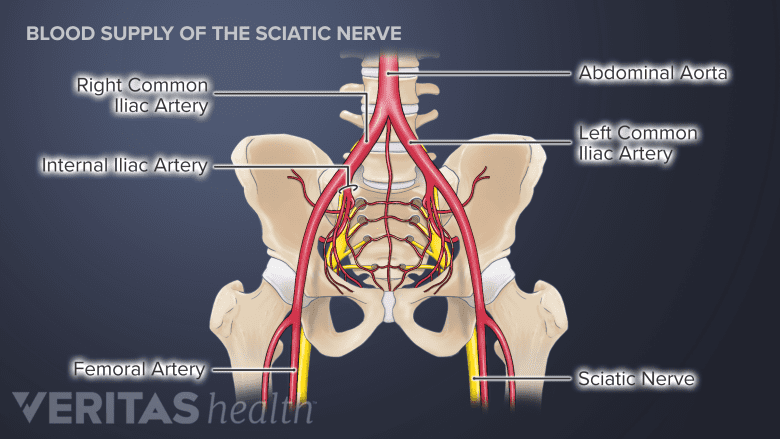Illustration of the blood supply of the sciatic nerve.