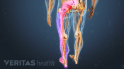 3D rendering of the lower body. Nerves of left leg highlighted in red and pink.