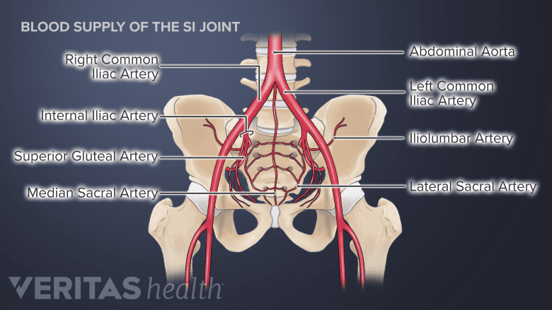 Illustration of the blood supply of the SI Joint.