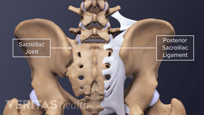 Illustration showing pelvis with sacroiliac joint and posterior sacroiliac ligament.