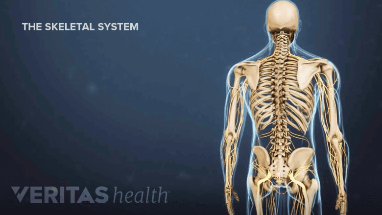 Illustration showing posterior view of skeleton with skeletal system.