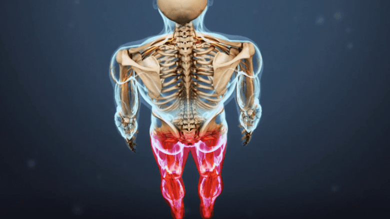 Illustration showing both legs highlighted in red.