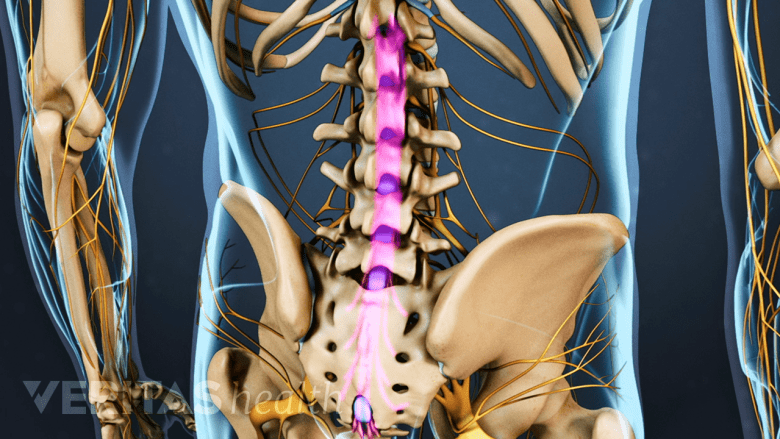 The lumbar spine and spinal nerves.