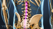 Spinal Nerves/Cauda Equina