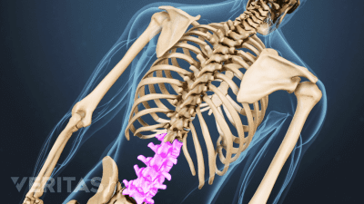 Posterior view of the back highlighting the lumbar spine