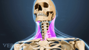 Animated video still highlighting neck muscles
