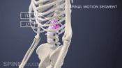 Highlighting T12-L1 spinal segment level in the spine.