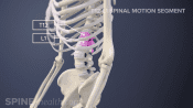 Highlighting T12-L1 spinal segment level in the spine.