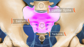 Anterior view of the pelvis labeling the lumbar spine, sacrum, and tailbone.