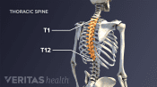 Thoracic spine with the thoracic vertebra highlighted from T1-T12.