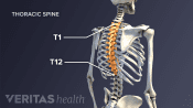 Thoracic spine with the thoracic vertebra highlighted from T1-T12.