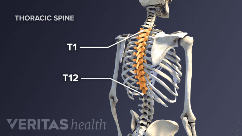Thoracic spine with the thoracic vertebra highlighted from T1-T12.