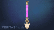 Medical illustration of the entire spinal column. The thoracic spine is highlighted.