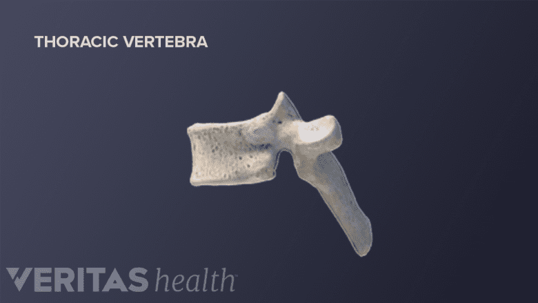 Sagittal view illustration of a thoracic vertebra.