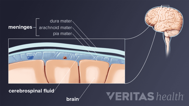 Illustration showing meninges of the brain.