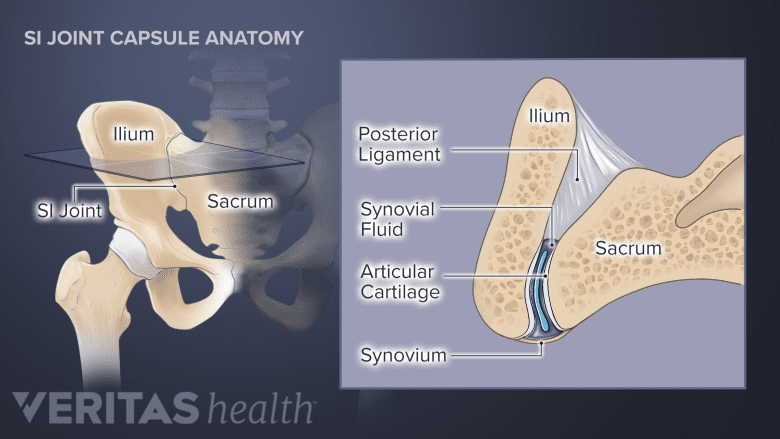 Cross-section of the sacroiliac joint capsule.