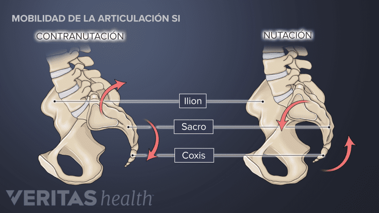 Nutación y contranutación de la articulación si.