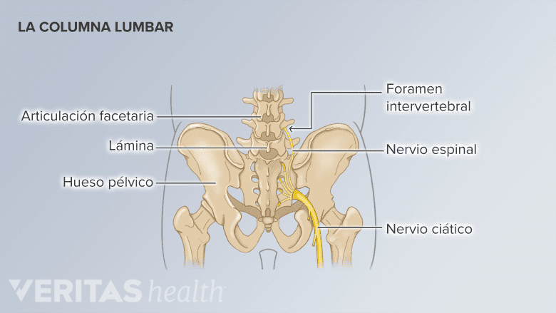 La anatomía de la columna lumbar.
