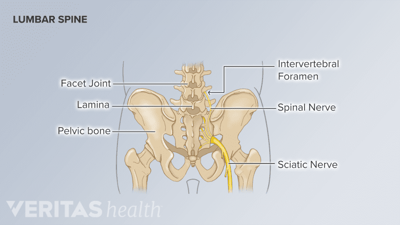 Illusration of the lumbar spine anatomy.