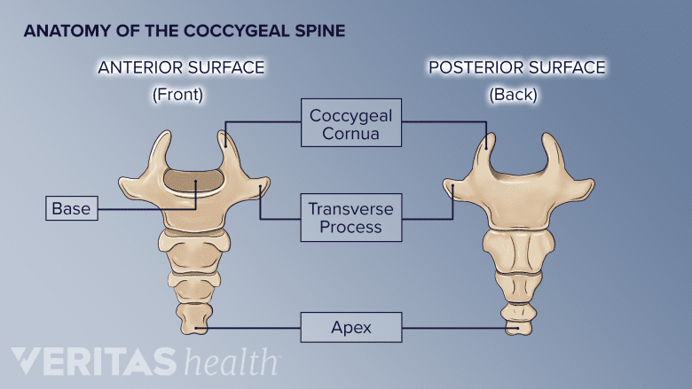 An illustration showing anatomy of coccygeal spine.