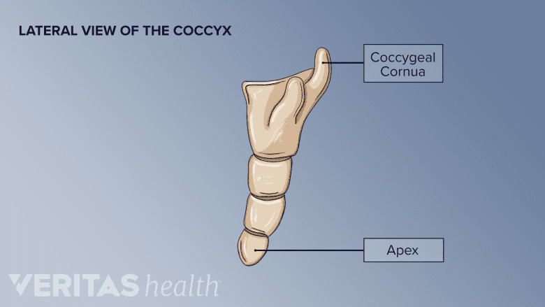 An illustration showing lateral view of coccyx.