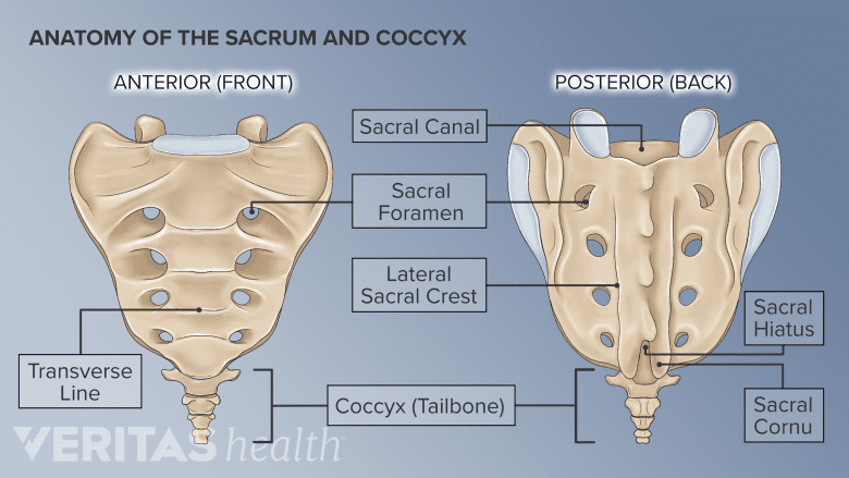 An illustration showing anatomy of sacrum and coccyx.