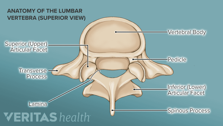 Illustration showing anatomy of lumbar vertebra.